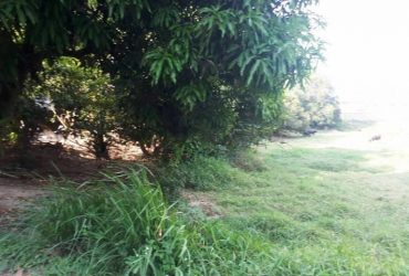 Lot for Sale in Pulung Bulu Angeles City Very near to HAU