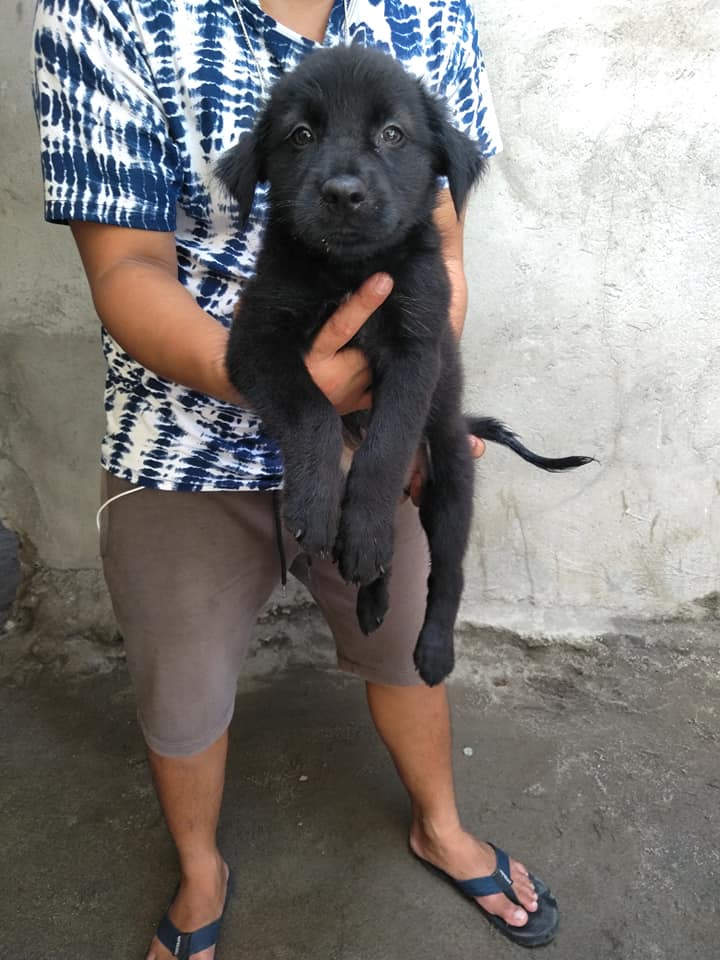 labrador mix border collie for sale