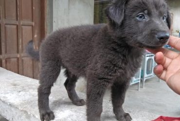 labrador mix husky