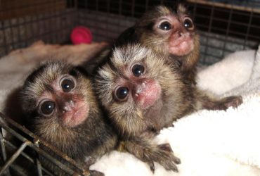 Marmoset Monkeys For Adoption Now