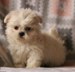 Barbie – Shih Tzu Puppy for Sale
