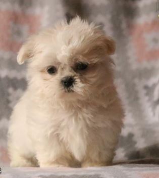 Barbie – Shih Tzu Puppy for Sale