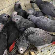 Fresh Fertile Hatching Parrots Eggs And Babies Parrots For Sale