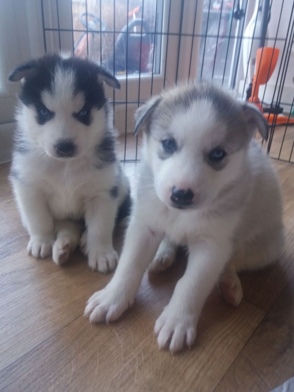 Siberian Husky Puppies
