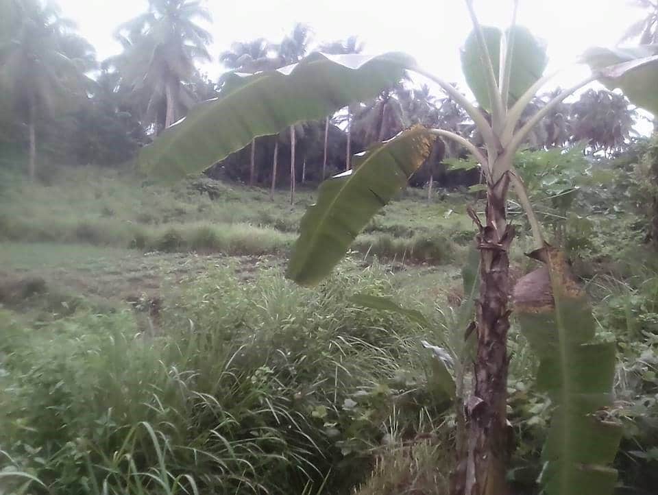 Lot For Sale