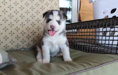 Siberian Husky Puppies