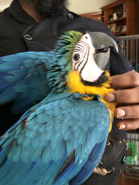 Hand reared Blue and Gold macaws Whatsapp……. +12168161403