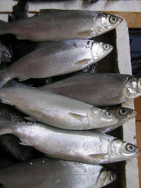 Bangus Supplier