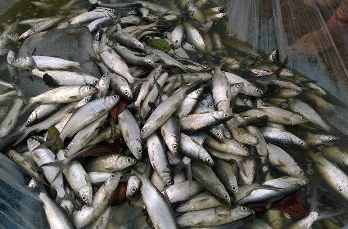 Bangus Supplier