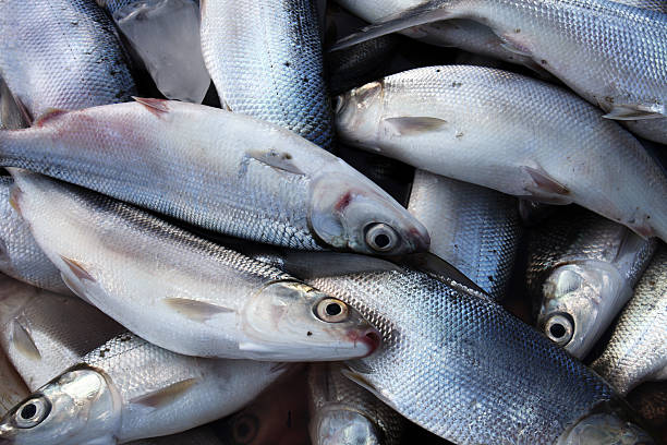 Bangus Supplier