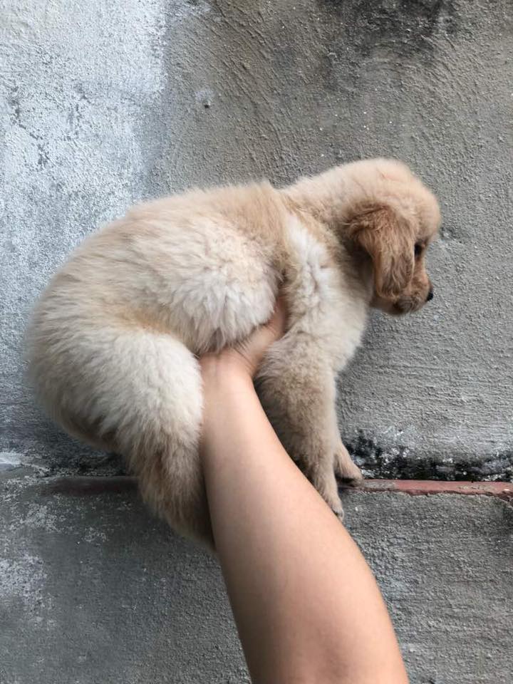 golden retriever puppy