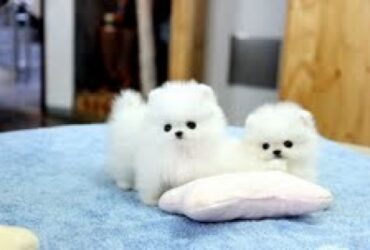 Adorable Teacup Pomeranian puppies available for sale