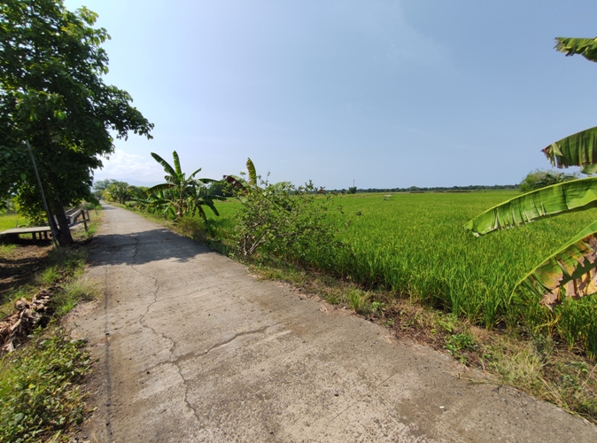 RICE FARM AND HOUSES WITH COMMERCIAL AREA