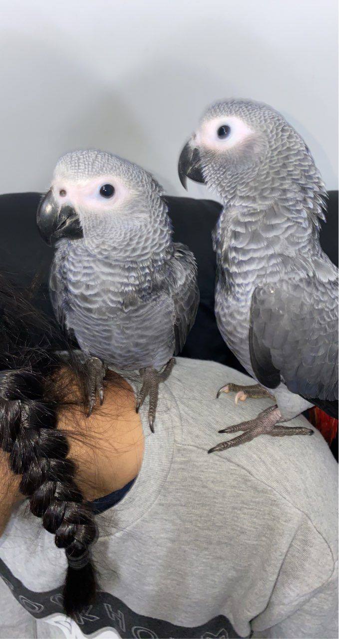 African grey babies for sale whatsapp +1 781-242-2231
