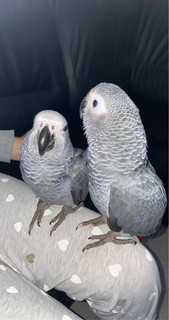 African grey babies for sale whatsapp +1 781-242-2231