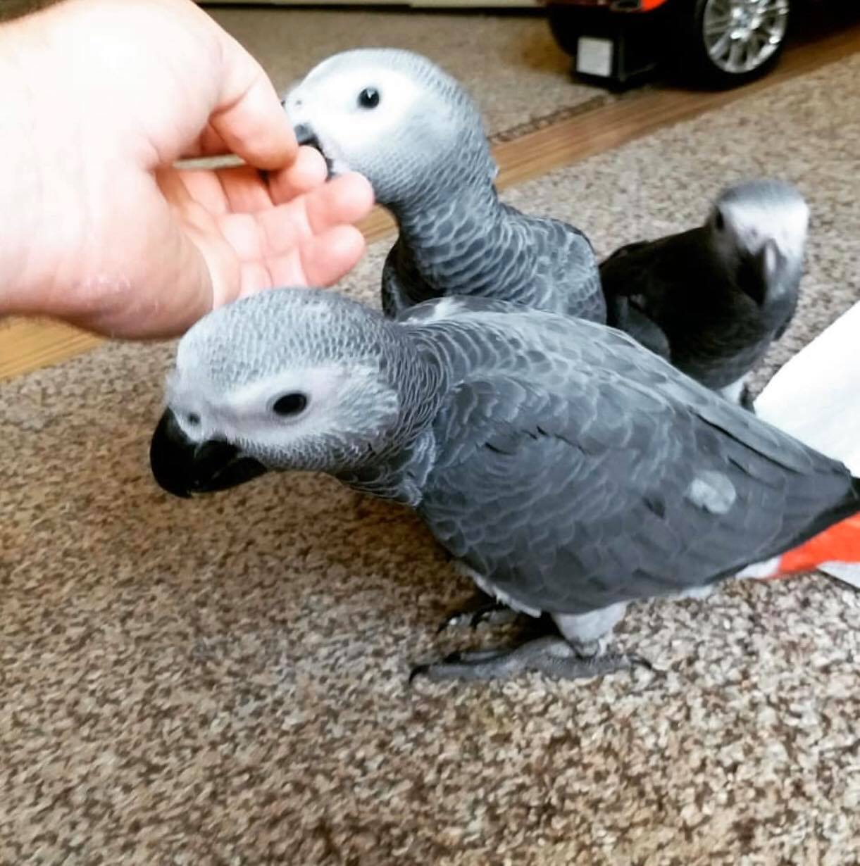 African grey babies for sale whatsapp +1 781-242-2231